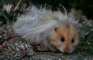 RC- Golden Umbrous Longhaired
